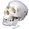 United Scientific Human Skull Model PSM001
