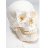 United Scientific Skull, Plastic UNPLSKULL