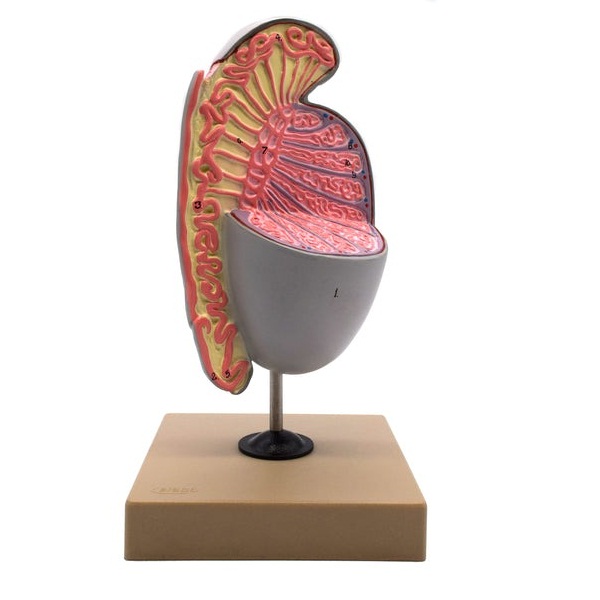 Three Testicles Case Eisco Human Testicle Model, Three Dimensional with Hand Painted Details ...