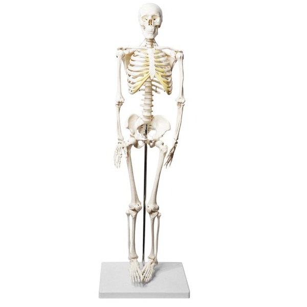 Eisco Human Skeleton Model, Half Size - Articulated Mandible - Rod ...