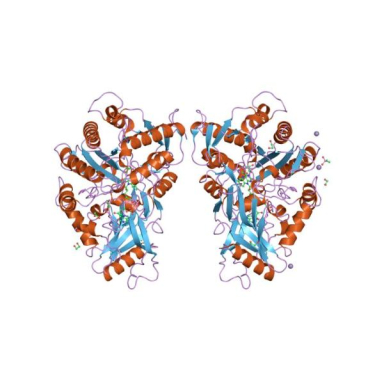 Molecular Depot Cholesterol Oxidase from Streptomyces Sp. P2010002