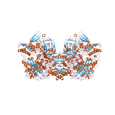 Molecular Depot Xanthine Oxidase Grade II (Lyophilized Powder) P2010006