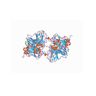 Molecular Depot Ascorbate Oxidase P2010007