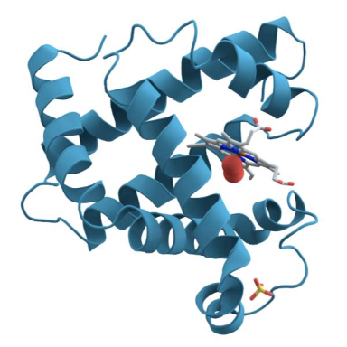 Molecular Depot Myoglobin Protein from Human Heart P2010022